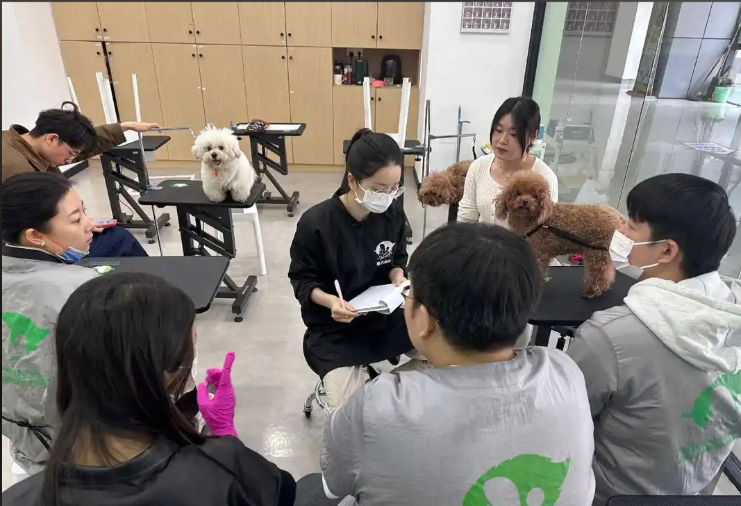 益阳市宠物美容培训学校宠物美容培训学校 - 价格